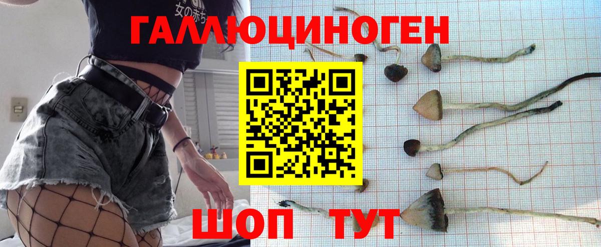 Псилоцибиновые грибы Psilocybe Выборг