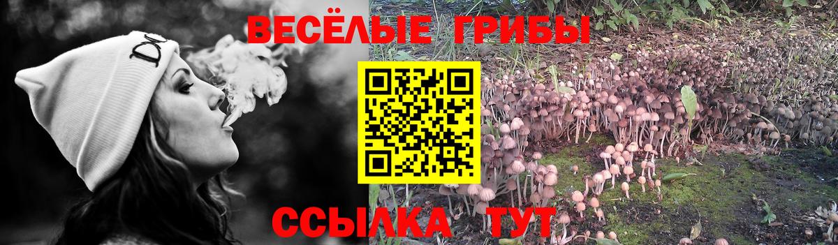 Выборг  Галлюциногенные грибы прущие грибы  Вход с VPN  Псилоцибиновые грибы мицелий 